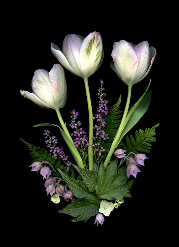 Flower Composition 11 by Fretta MM Cravens, Archival dye pigment print