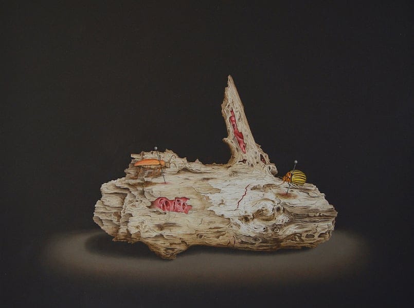Insectum by Isabelle du Toit, Oil on canvas