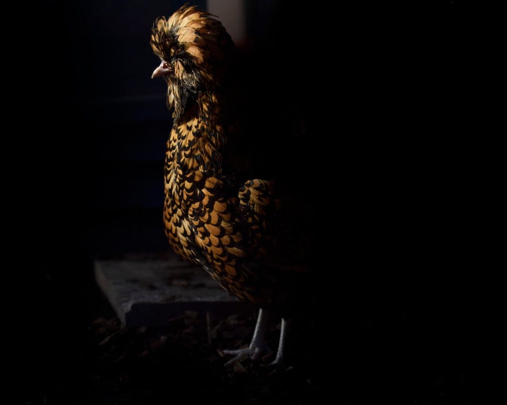 I Told You…..That We Could Fly (Elvis) by Isobel Browse, Photograph