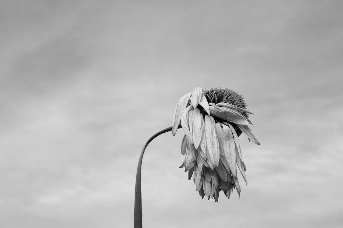 Daisy 1 – Bellis perennis by Kini – María Eugenia González Paredes, Photograph